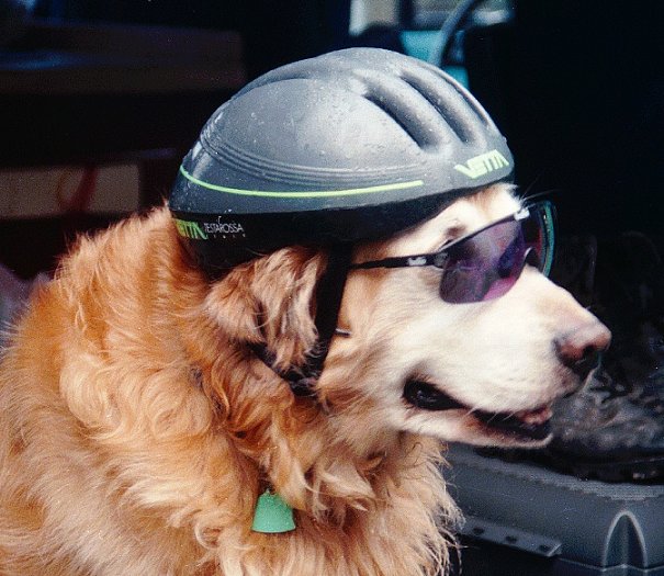 cool_dog.jpg