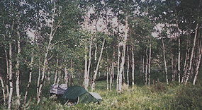 My camp in the aspens.