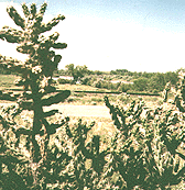 Cactus, road, railroad, and river.