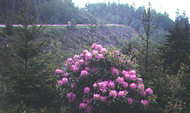 The last climb towards Mt. Mitchell.