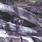 Spanky (at the quarry).