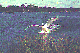 Swan at Eastport, MI.