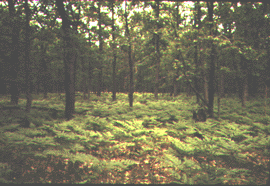 Michigan woods