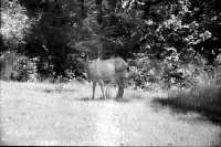 deer2.jpg