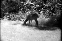 deer.jpg