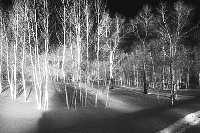 snowtrees.jpg