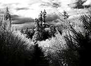 trail2.jpg