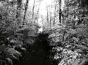 trail3.jpg